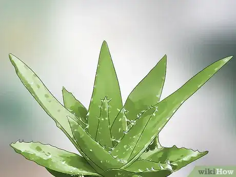 Image titled Choose Low‐Maintenance Houseplants Step 6