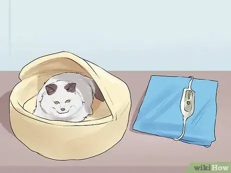 Image titled Keep an Old Cat Young at Heart Step 5