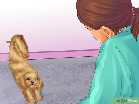 Image titled Treat Patellar Luxation in Shih Tzus Step 7