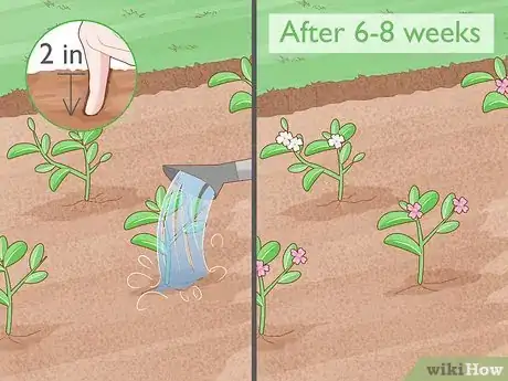 Image titled Grow Night Scented Stock Step 9