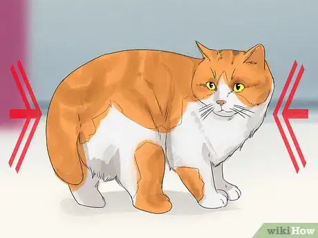 Image titled Identify a Cymric Cat Step 4