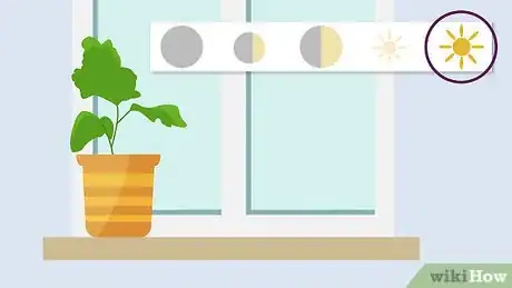 Image titled Plant Mums Step 14