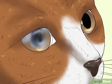 Image titled Treat Feline Glaucoma Step 8
