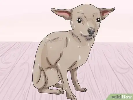 Image titled Prevent Roundworms in Dogs Step 5