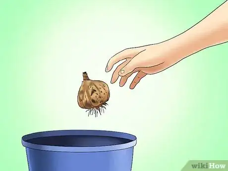 Image titled Transplant Resurrection Lilies Step 9