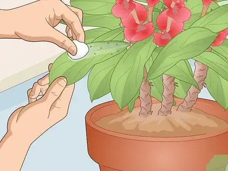 Image titled Care for a Crown of Thorns Step 10