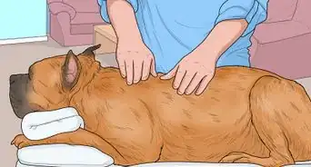 Hang Out with Your Dog