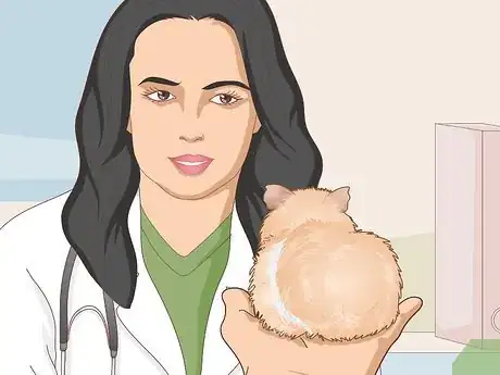 Image titled Change a Guinea Pig's Diet Step 1