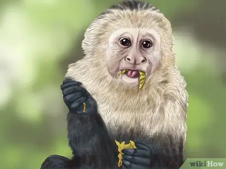 Image titled Quiet a Capuchin Monkey Step 13