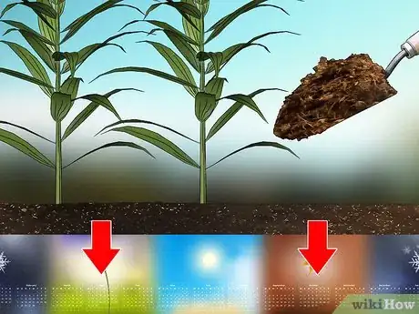 Image titled Grow Tiger Lilies Step 10