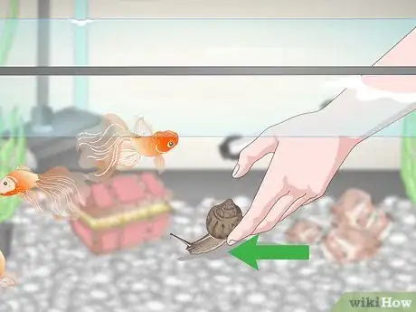 Image titled Care for Fancy Goldfish Step 13