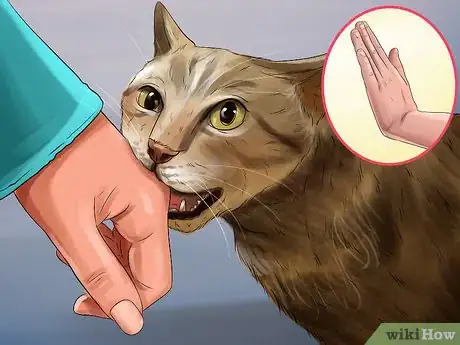 Image titled Teach a Kitten to Play Nice Step 5