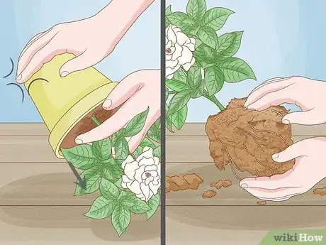Image titled Transplant Potted Flowers Outdoors Step 12