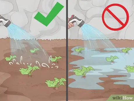 Image titled Grow Feverfew Step 9