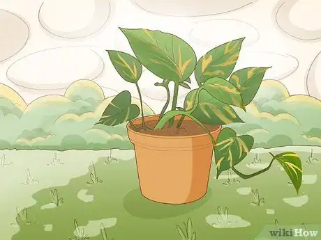 Image titled Care for a Golden Pothos Step 2