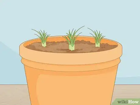 Image titled Grow Saffron Indoors Step 10