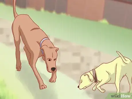 Image titled Care for Great Danes Step 10