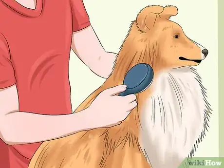 Image titled Care for Shelties Step 12