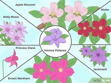 Image titled Plant Clematis Step 1