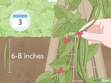Image titled Grow Runner Beans Step 17