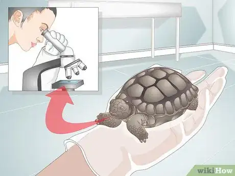 Image titled Treat Stomatitis in Tortoises Step 1