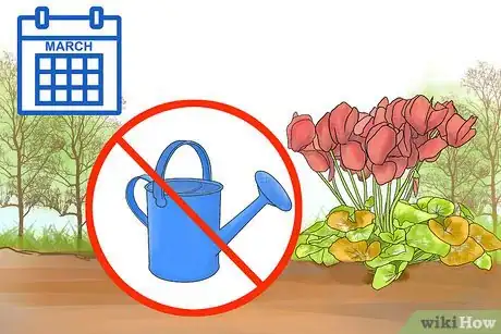 Image titled Care for Cyclamen Plants Step 16