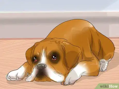 Image titled Treat Heart Conditions in Boxers Step 8