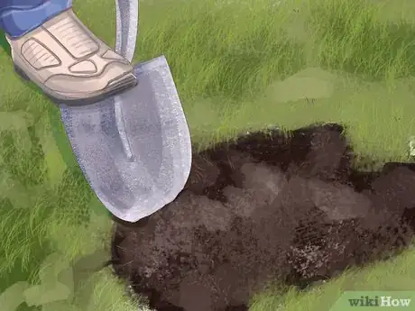 Image titled Grow Olives Step 8