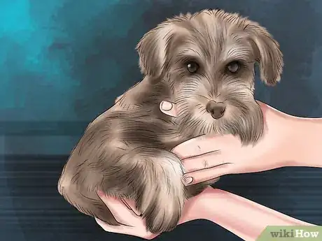 Image titled Adopt a Schnauzer Step 11