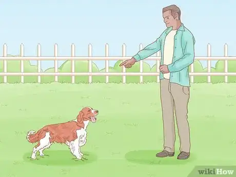 Image titled Identify an English Springer Spaniel Step 15