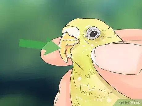 Image titled Treat Lovebirds with Psittacine Beak and Feather Disease Step 10