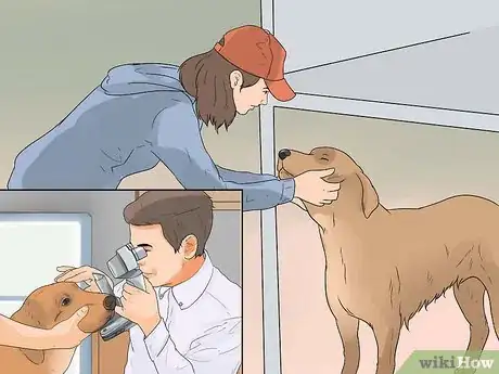 Image titled Diagnose Cataracts in Labrador Retrievers Step 1