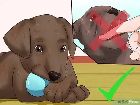 Image titled Get Your Puppy to Stop Biting Step 12