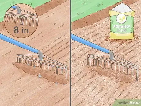 Image titled Grow Night Scented Stock Step 2