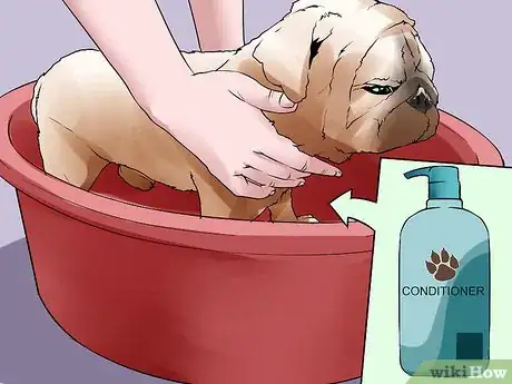 Image titled Groom Pugs Step 15
