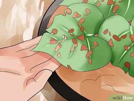 Image titled Grow Morning Glories Step 14