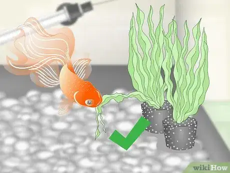 Image titled Care for Fancy Goldfish Step 15