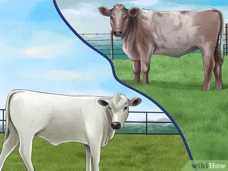 Image titled Identify British White Cattle Step 2
