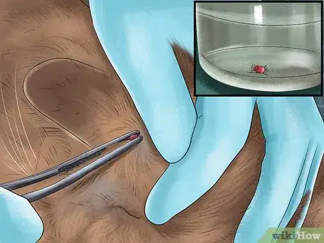 Image titled Prevent Ticks on Cats Step 9
