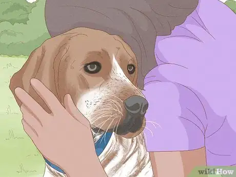 Image titled Identify an American English Coonhound Step 12