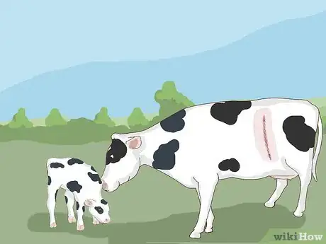 Image titled Perform a Caesarean Section on a Cow or Heifer Step 19