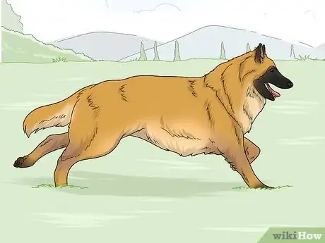 Image titled Identify a Belgian Tervuren Dog Step 11