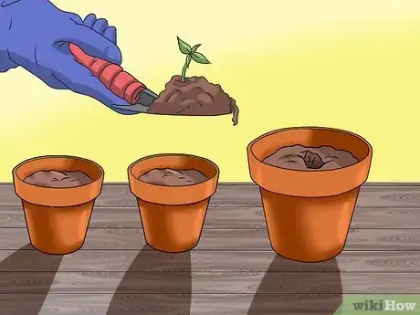 Image titled Grow Coleus Step 6