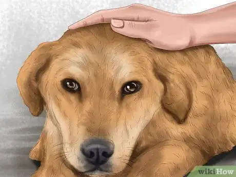 Image titled Approach an Unfamiliar Dog Step 11
