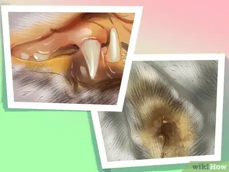 Image titled Diagnose Cytauxzoonosis in Cats Step 4