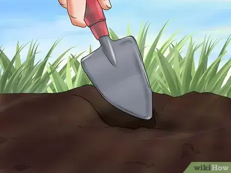 Image titled Grow Geraniums Step 6