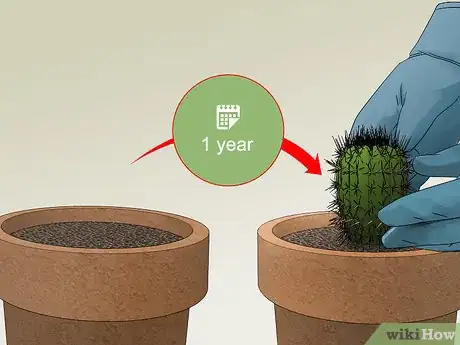 Image titled Care for a Cactus Step 11