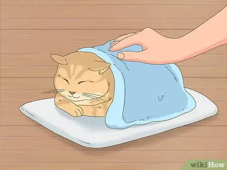 Image titled Diagnose and Treat Frostbite in Cats Step 4