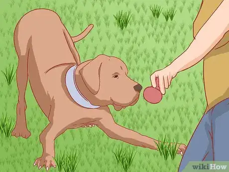 Image titled Care for Great Danes Step 11