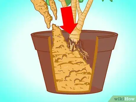 Image titled Transplant a Jade Plant Step 10